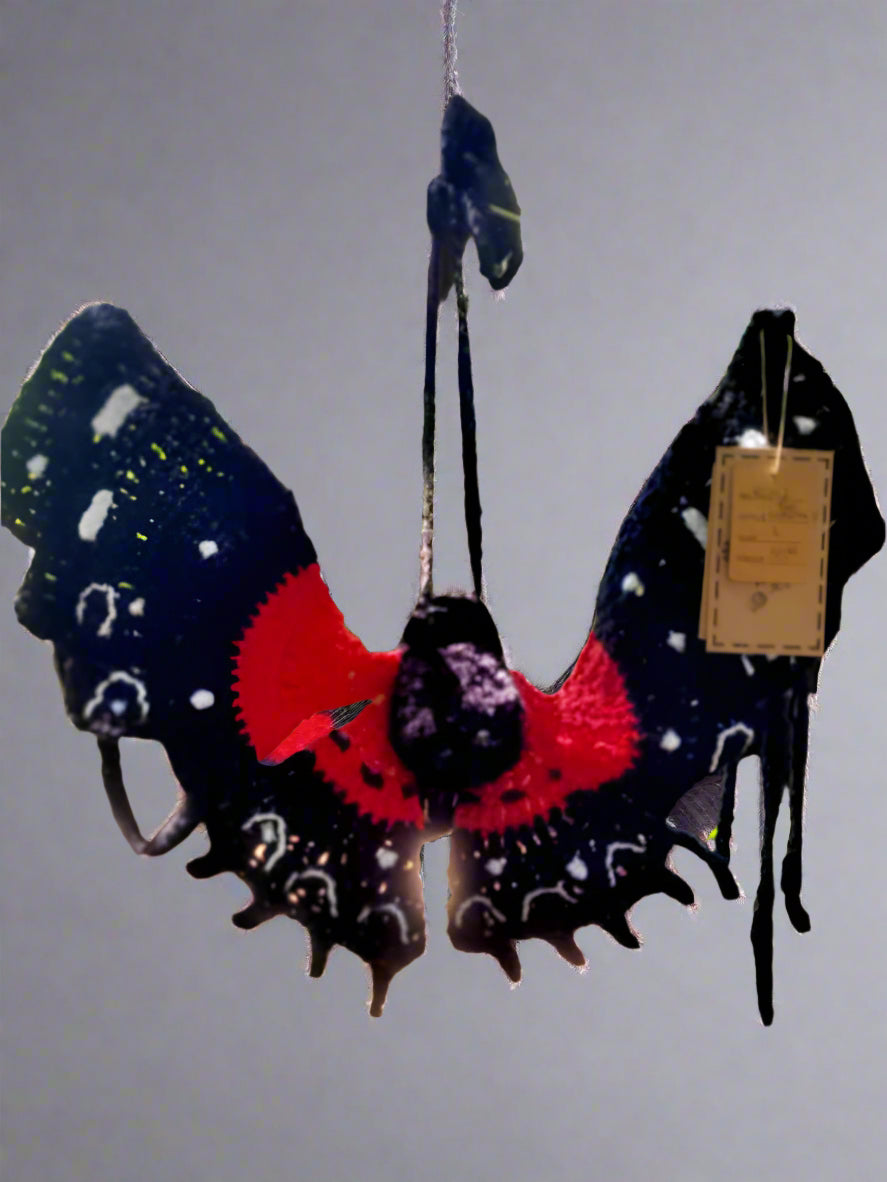 Custom Butterfly/ Moth / Bat tops